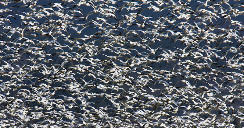 Snow Geese In Flight